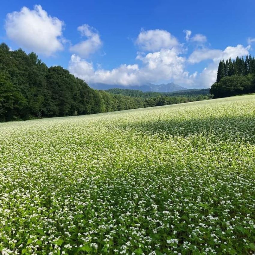 蕎麦をカラダにとりいれる